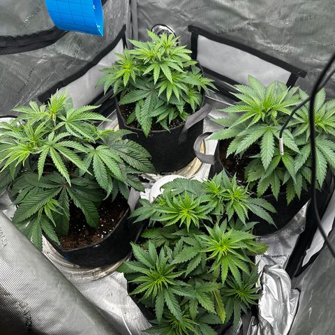 Sugar Cane growlog timeline photo