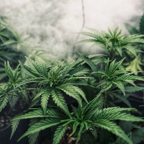 Animal mints growlog timeline photo