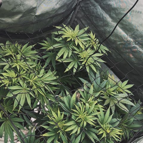 Sugar Cane growlog timeline photo