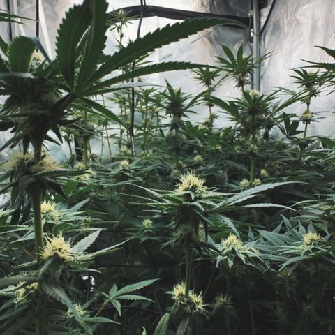 Sugar Cane growlog photo: More defoliation