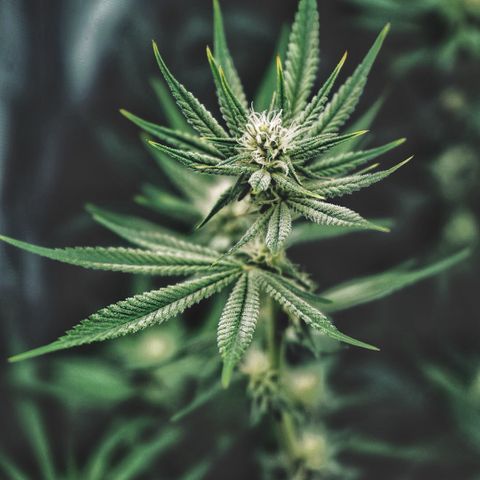 Sugar Cane growlog timeline photo