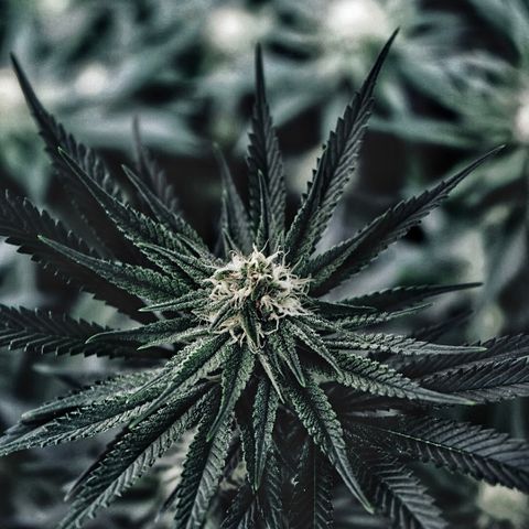 Animal mints growlog timeline photo