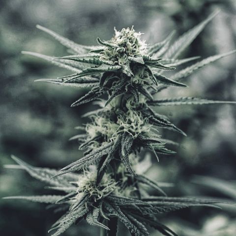 Animal mints growlog timeline photo