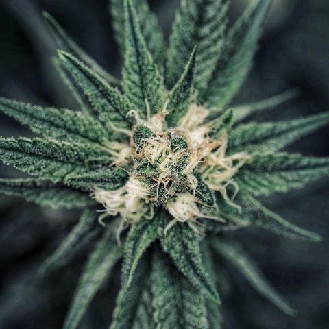 Animal mints growlog timeline photo