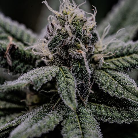 Sugar Cane growlog timeline photo