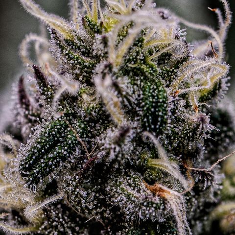 Sugar Cane growlog timeline photo