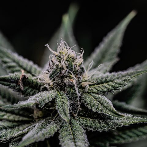 Sugar Cane growlog timeline photo