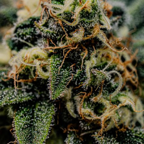 Animal mints growlog timeline photo