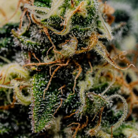 Animal mints growlog timeline photo