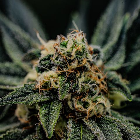 Animal mints growlog timeline photo