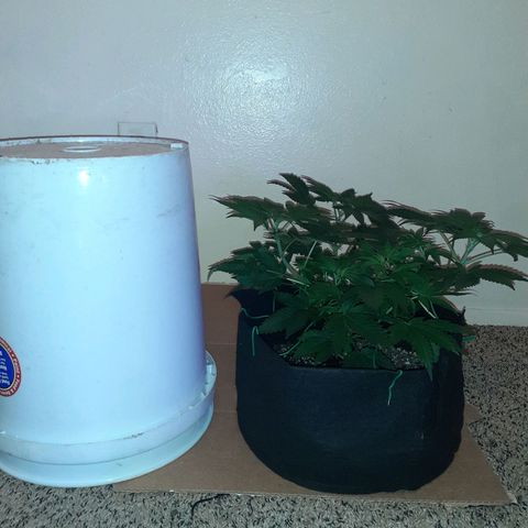 OG-X5 growlog photo: 3 headed goat