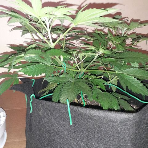 OG-X5 growlog photo: 3 headed goat