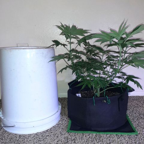 OG-X5 growlog timeline photo