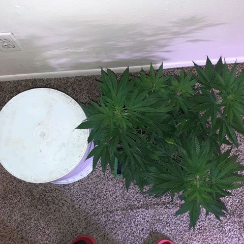 OG-X5 growlog timeline photo