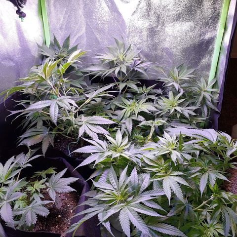 OG-X5 growlog timeline photo