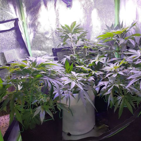 OG-X5 growlog timeline photo