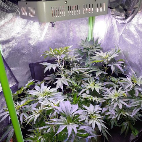 OG-X5 growlog photo: Sea of green, need bigger tent soon.
