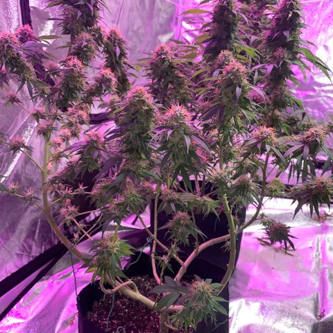 OG-X5 growlog photo: Day before harvest 