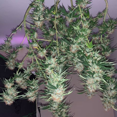 OG-X5 growlog timeline photo