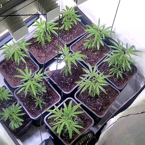 Cannalope Haze growlog timeline photo