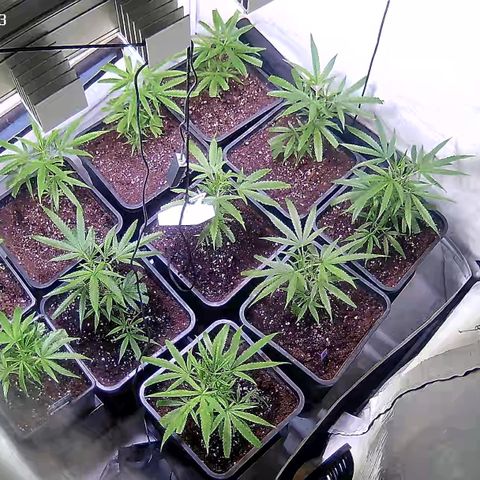 Cannalope Haze growlog timeline photo