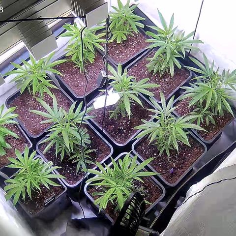 Cannalope Haze growlog timeline photo