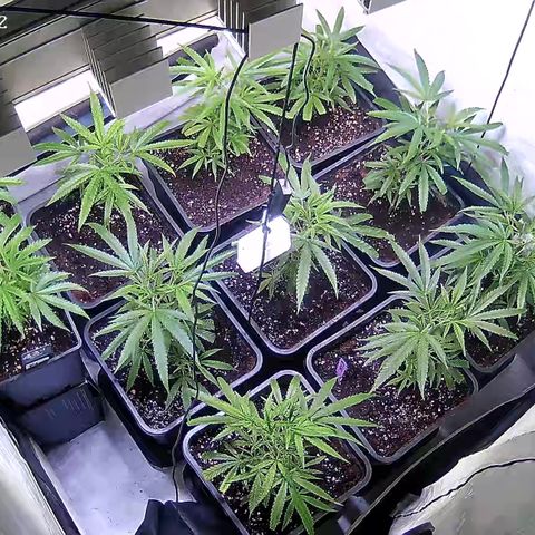 Cannalope Haze growlog timeline photo
