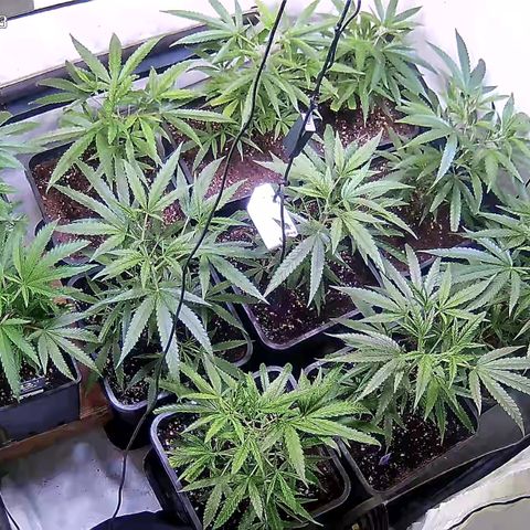 Cannalope Haze growlog timeline photo
