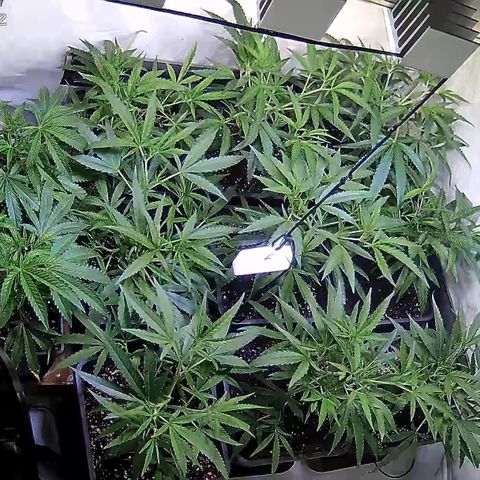 Cannalope Haze growlog timeline photo