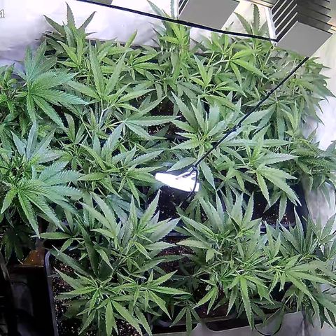 Cannalope Haze growlog timeline photo
