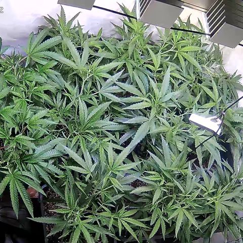 Cannalope Haze growlog timeline photo