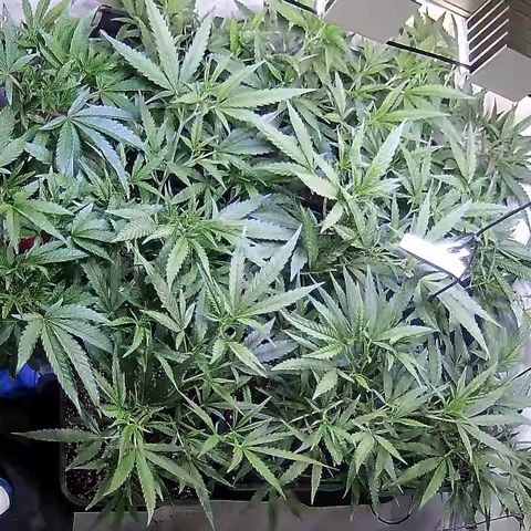 Cannalope Haze growlog timeline photo