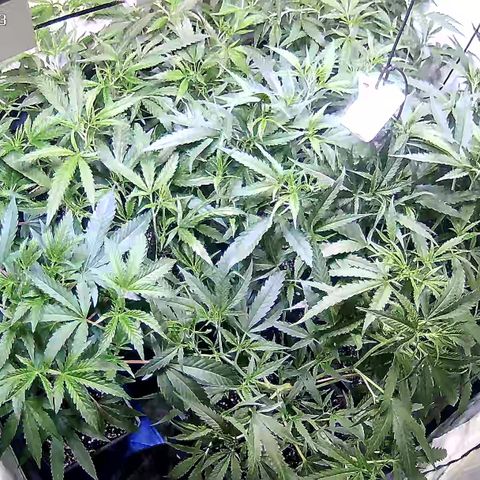 Cannalope Haze growlog timeline photo