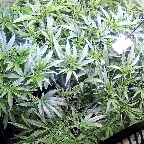 Cannalope Haze growlog timeline photo