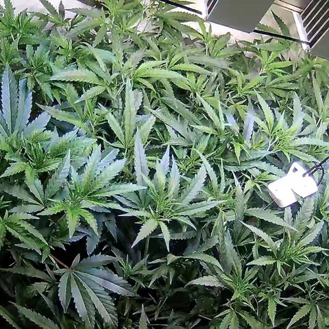 Cannalope Haze growlog timeline photo