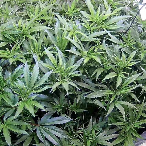 Cannalope Haze growlog timeline photo