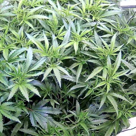 Cannalope Haze growlog timeline photo