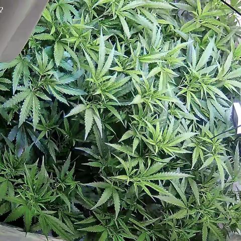 Cannalope Haze growlog timeline photo