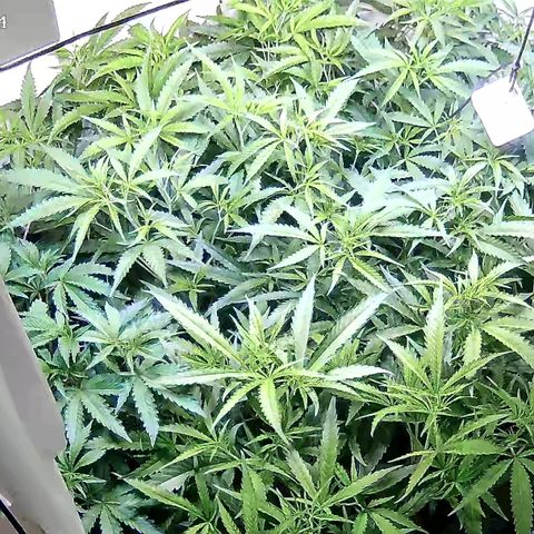Cannalope Haze growlog timeline photo