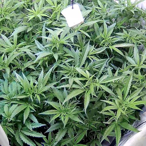 Cannalope Haze growlog timeline photo