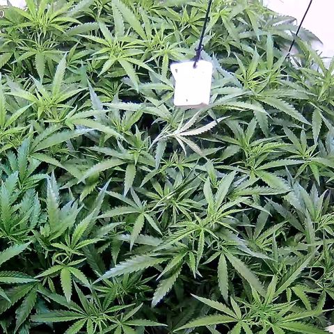 Cannalope Haze growlog timeline photo