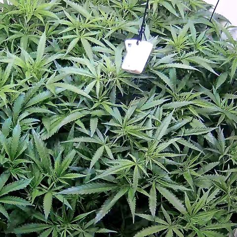 Cannalope Haze growlog timeline photo