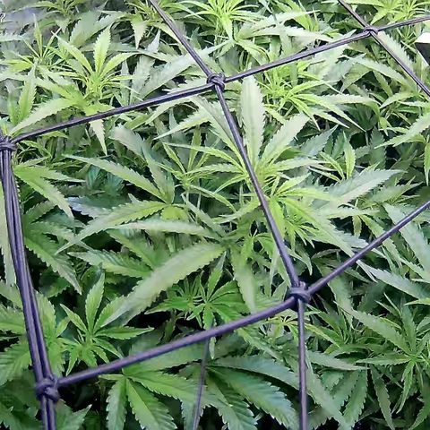 Cannalope Haze growlog timeline photo