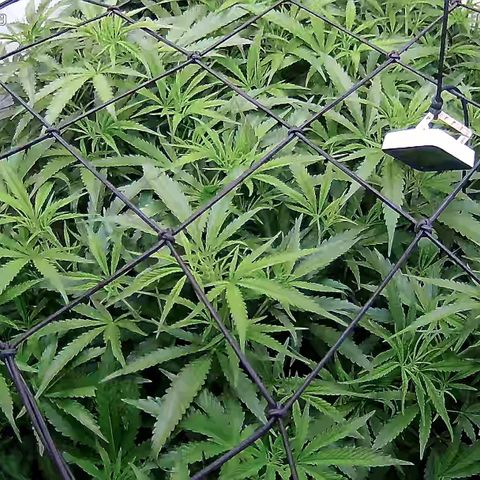 Cannalope Haze growlog timeline photo
