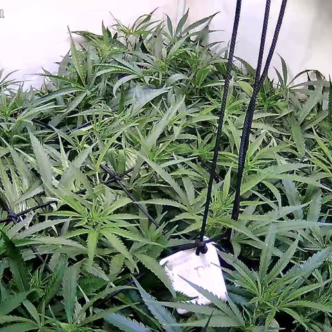 Cannalope Haze growlog timeline photo