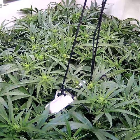 Cannalope Haze growlog timeline photo