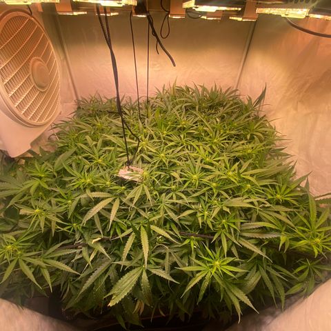 Cannalope Haze growlog timeline photo