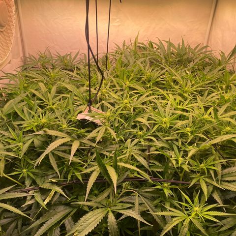 Cannalope Haze growlog timeline photo