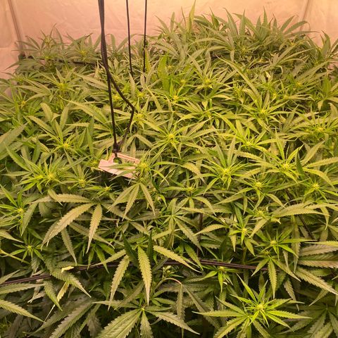 Cannalope Haze growlog timeline photo
