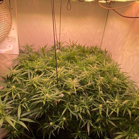 Cannalope Haze growlog timeline photo